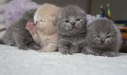 泡英短视频,轻松学习英语，趣味互动新体验